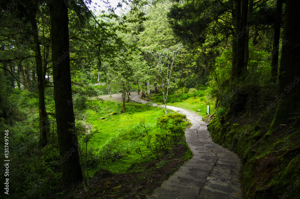 trails to go out forest in Taiwan mountain - Alishan trails to go out forest in Taiwan mountain - Alishan