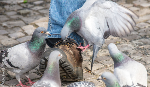 Obraz na płótnie Tauben werden im Stadtpark gefüttert