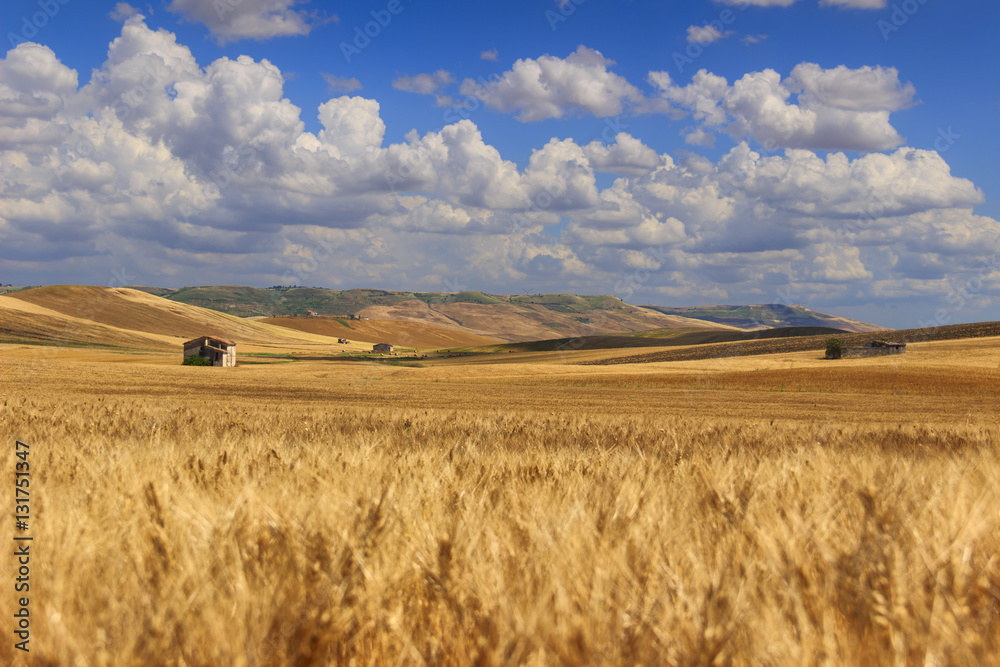RURAL LANDSCAPE SUMMER.Between Apulia and Basilicata: countryside with cornfield dominated by a clouds.ITALY. Hilly countryside: in the background abandoned farmhouses and bales of hay. RURAL LANDSCAPE SUMMER.Between Apulia and Basilicata: countryside with cornfield dominated by a clouds.ITALY. Hilly countryside: in the background abandoned farmhouses and bales of hay.