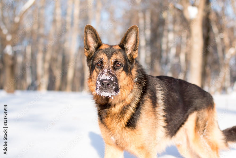Dog german shepherd in a park in a winter