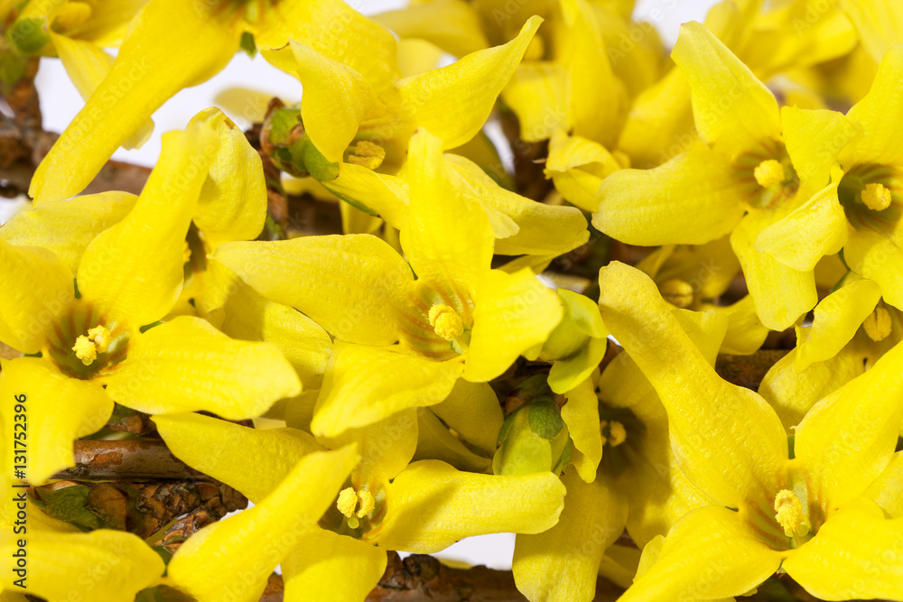 Yellow spring flowers of Forsythia on white background Yellow spring flowers of Forsythia on white background