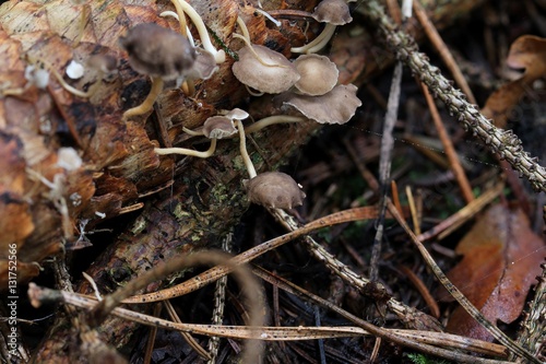 Pilze wachsen aus einem Tannenzapfen 