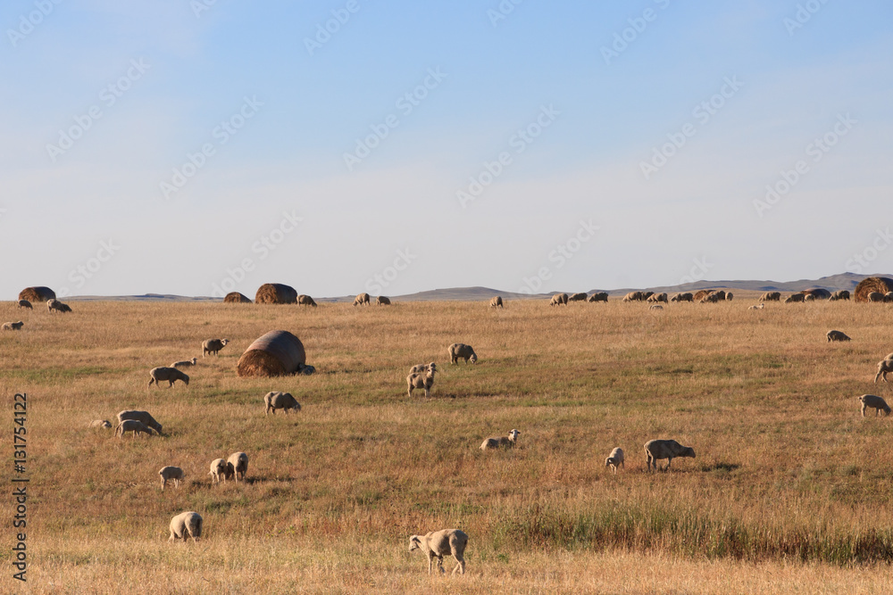 Sheep and Hay Bales