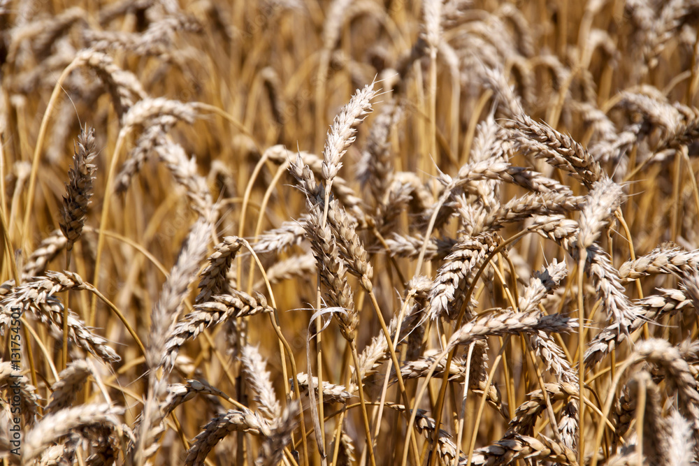 Fototapeta premium Ears of golden wheat close up in sunny summer day