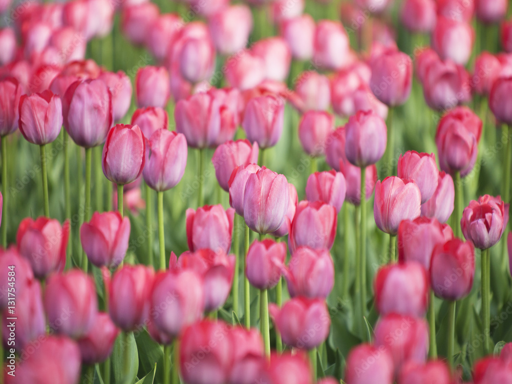 Pink tulips. Nature spring background