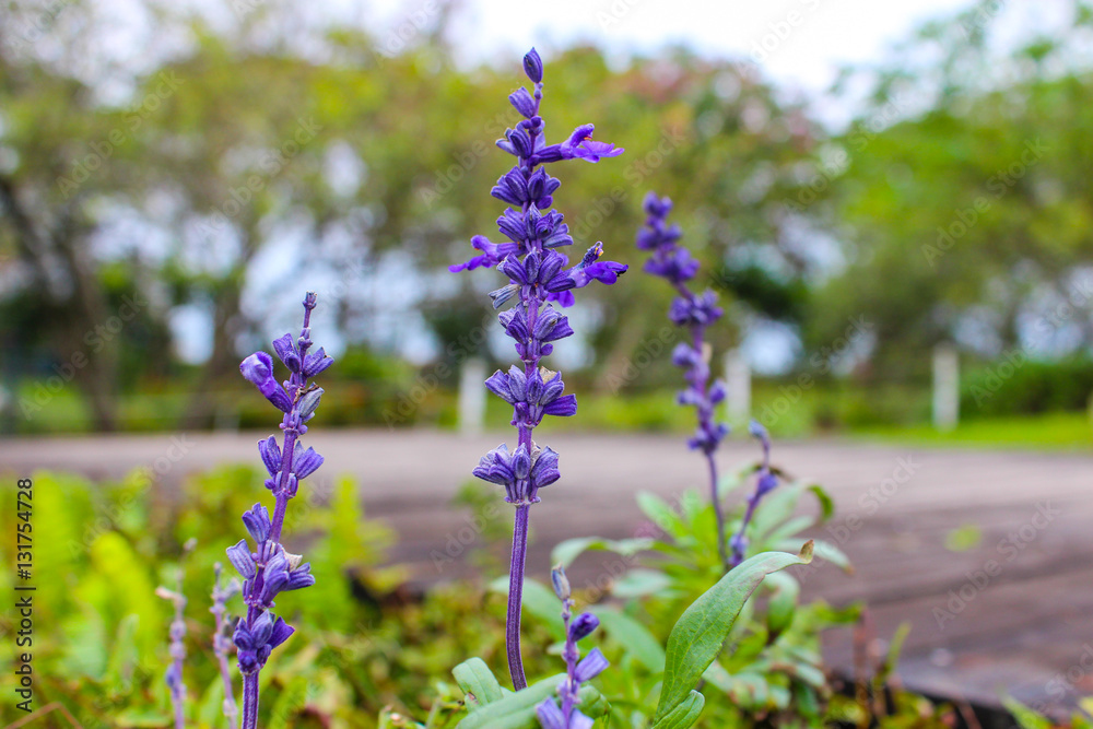 Obraz premium Hyacinth field