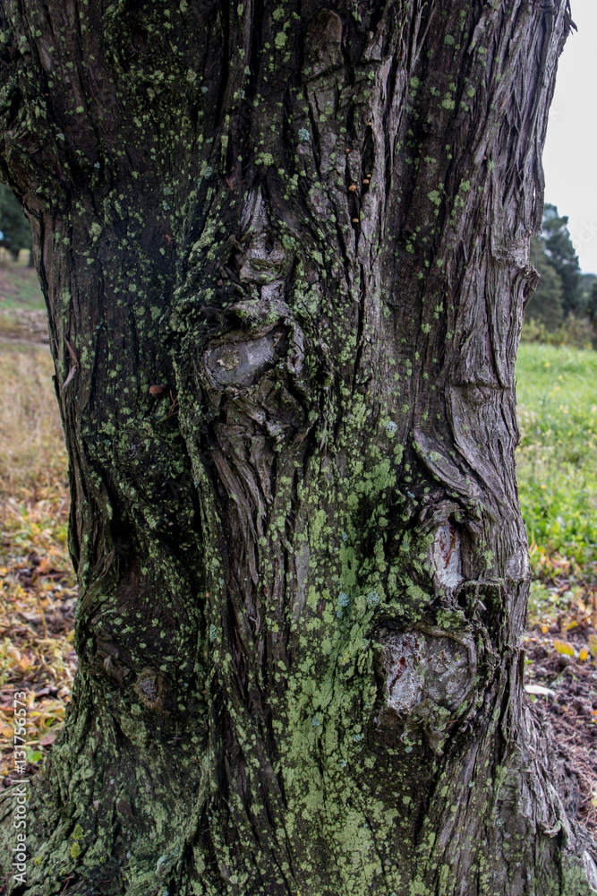 green fungus on a tree green fungus on a tree