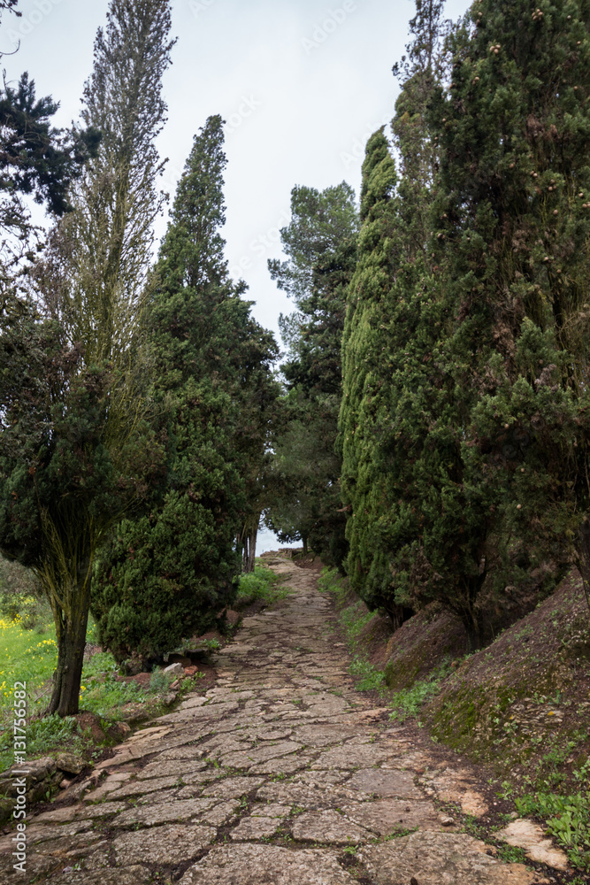 Obraz premium Countryside path with cypress trees along.