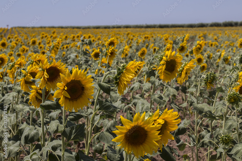 Obraz premium Sunflower field