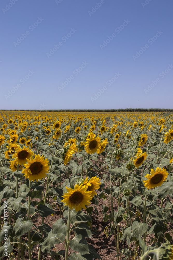 Obraz premium Sunflower field