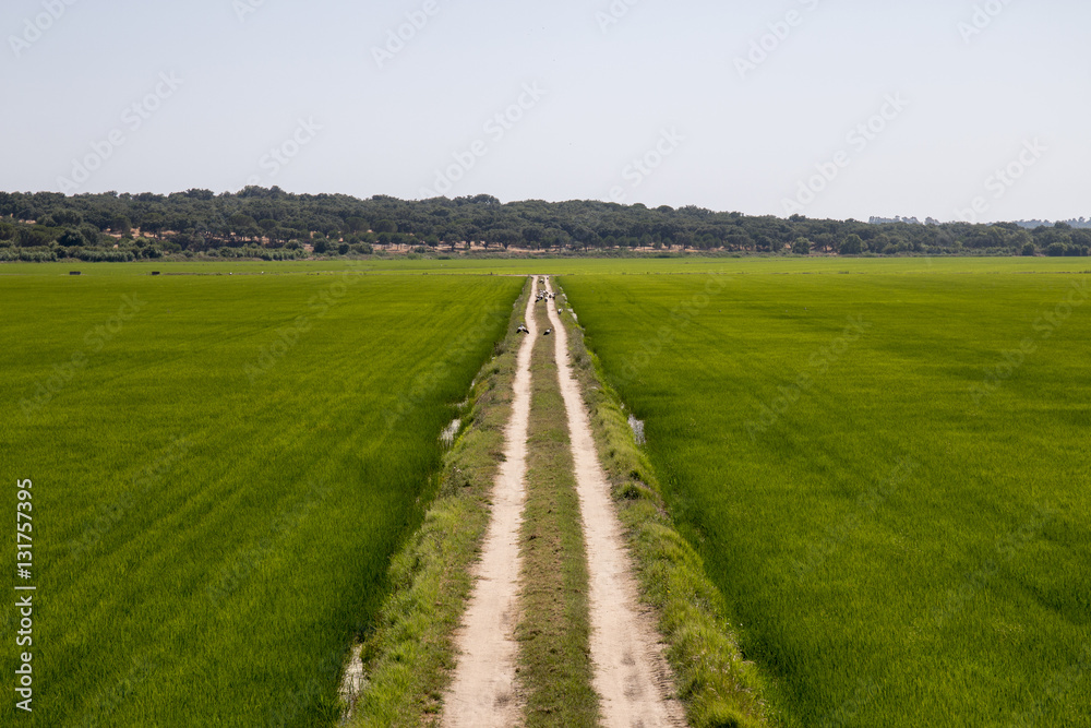 Rice field cultivation Rice field cultivation