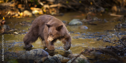Bear Hunting for Salmon in Creek, Taylor Creek, Lake Tahoe, CA