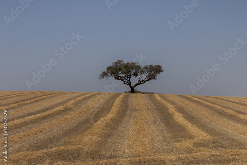 Arid Alentejo landscape