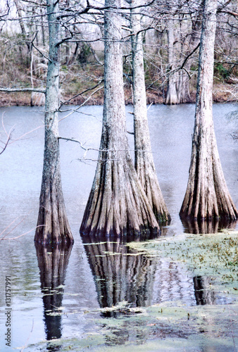 Mississippi Black Bayou March 2002 photo