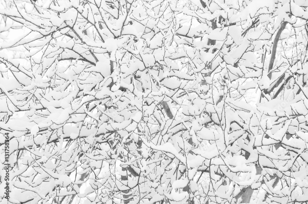 Obraz premium snow on branches