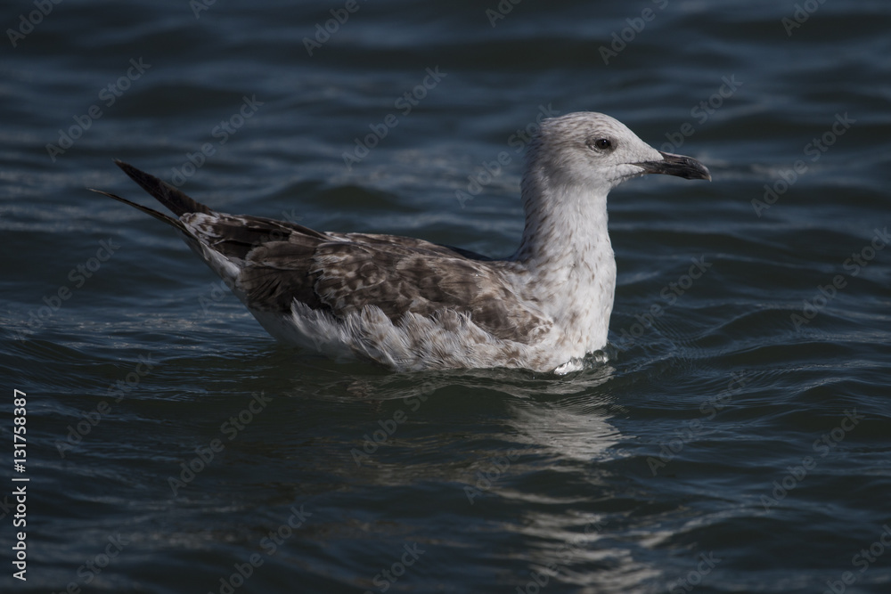 Seagull swimming
