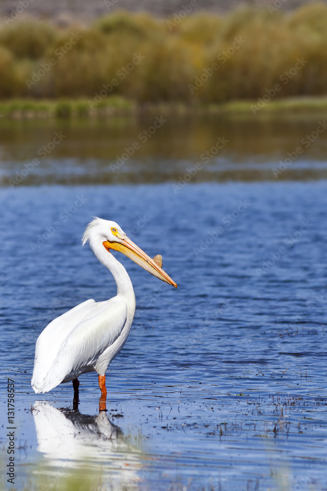White Pelican in Martis Lake, Truckee, California White Pelican in Martis Lake, Truckee, California