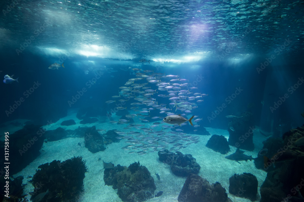 Obraz premium A great aquarium