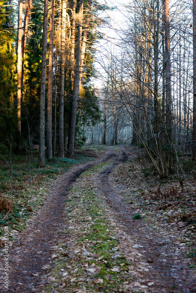 Fototapeta premium forest road with sun rays in the morning