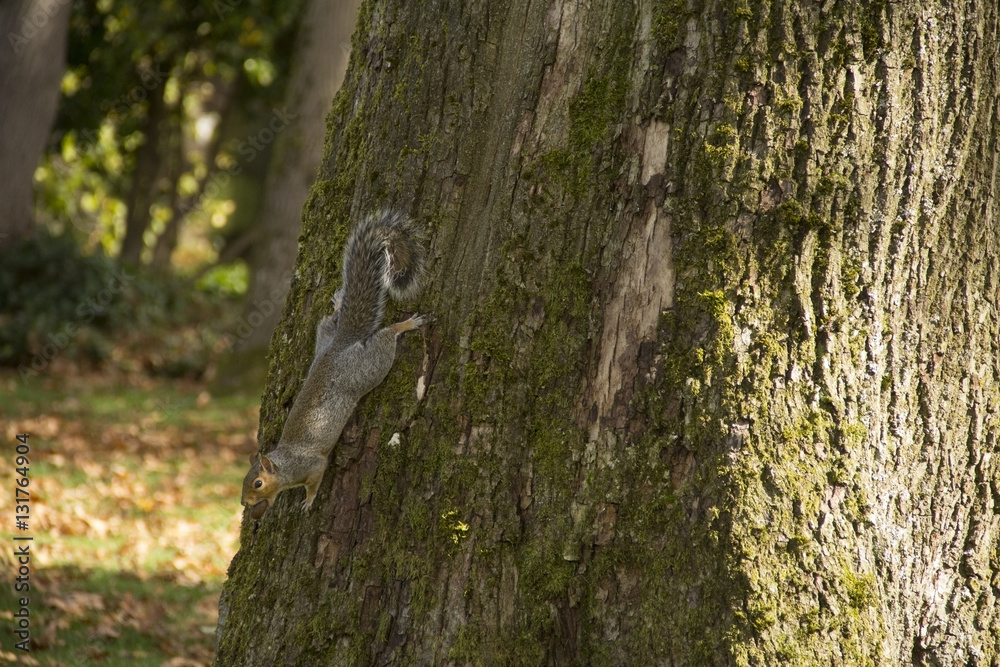 Squirrel climbing down a tree with a nut in its mouth Squirrel climbing down a tree with a nut in its mouth