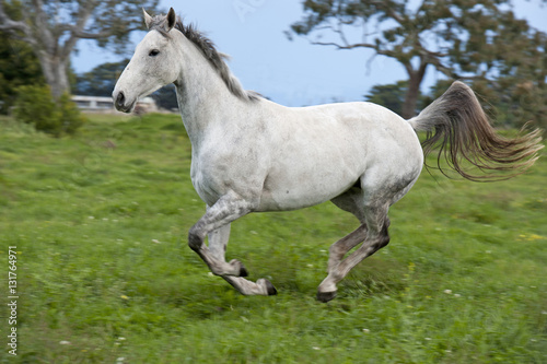 White horse running. © 169169