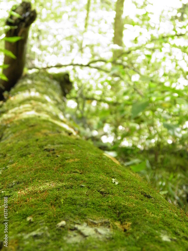 Forrest Path