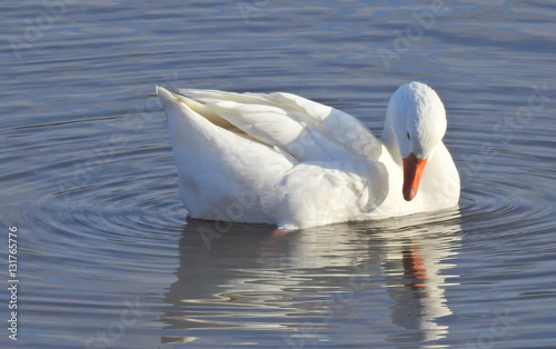 swan with ripples