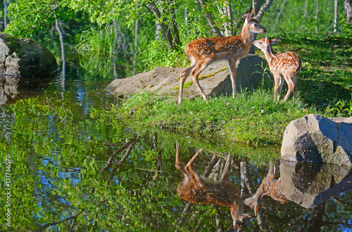Water reflections of two Deer Fawns in greenery.