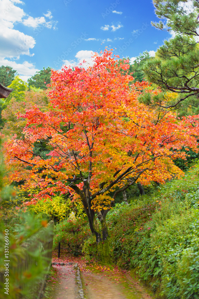 Colors of Japan . Japanese garden with colorful red maple in autumn season travel location of Kyoto Osaka Prefecture in Kansai Region