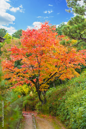 Colors of Japan . Japanese garden with colorful red maple in autumn season travel location of Kyoto Osaka Prefecture in Kansai Region