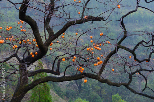 Persimmon tree