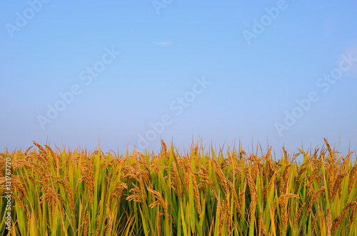 Paddy field in autumn