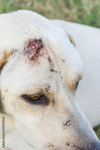 wounded dog sitting © yupachingping