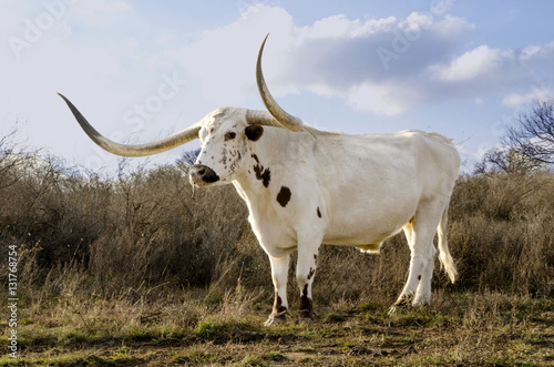 Texas Long Horn Cow