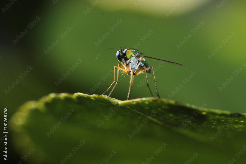 Fototapeta premium Long-legs Fly