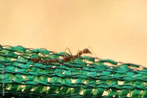 Weaver ant on the green carpet II photo