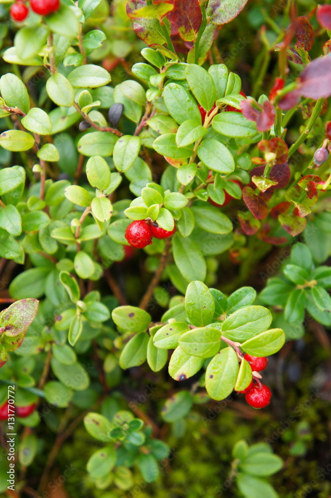 Branch of cranberry or foxberry in forest