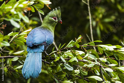 Knysna Turaco perching on leafy branch, South Africa