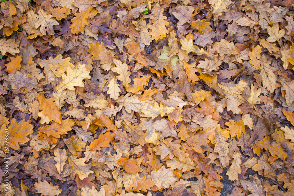 colorful fallen leaves colorful fallen leaves