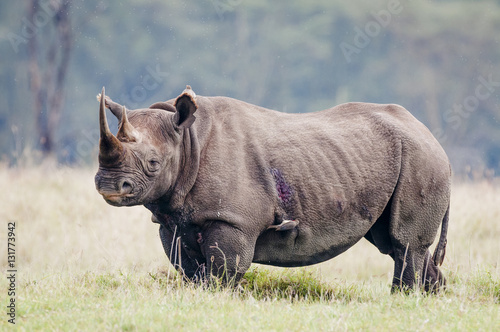 Black Rhino bull photo