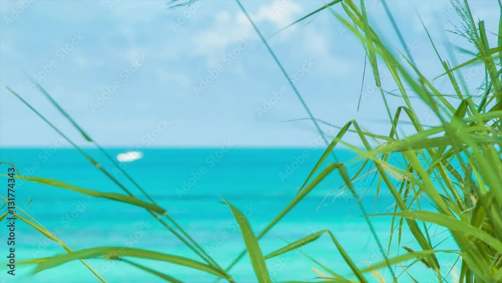 Focus Shifting from Plants on a Bermudan Island to A Lone White Boat in a Tropical Ocean on a Sunny Day