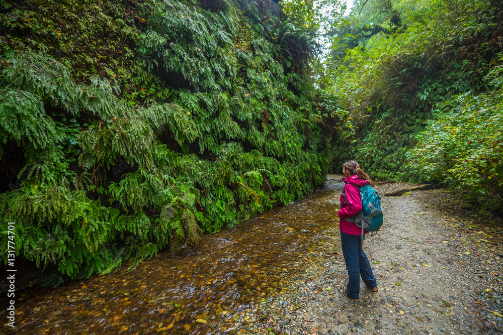Fototapeta premium Backpacker exploring Fern Canyon California