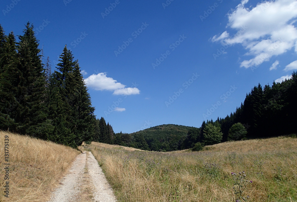 Pine forrest Pine forrest