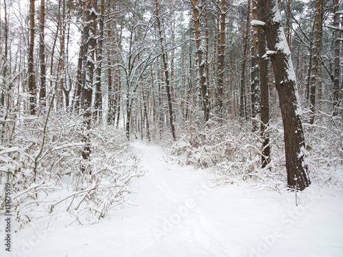 Winter in forest.