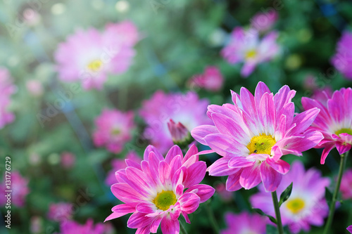 
Purple Chrysanthemum in flower garden agriculture background with soft focus. And have some space for write wording
