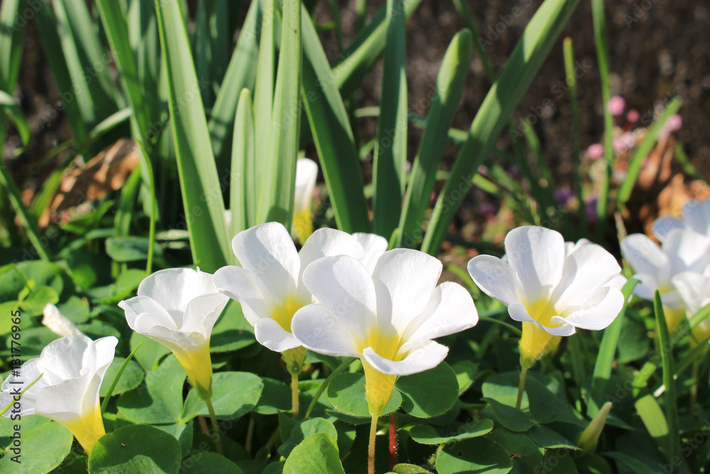 Fototapeta premium 白いフヨウカタバミの花