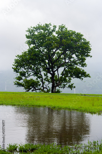 Reflection of Tree