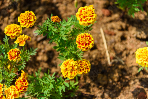  Red and Yellow Marigold Flower