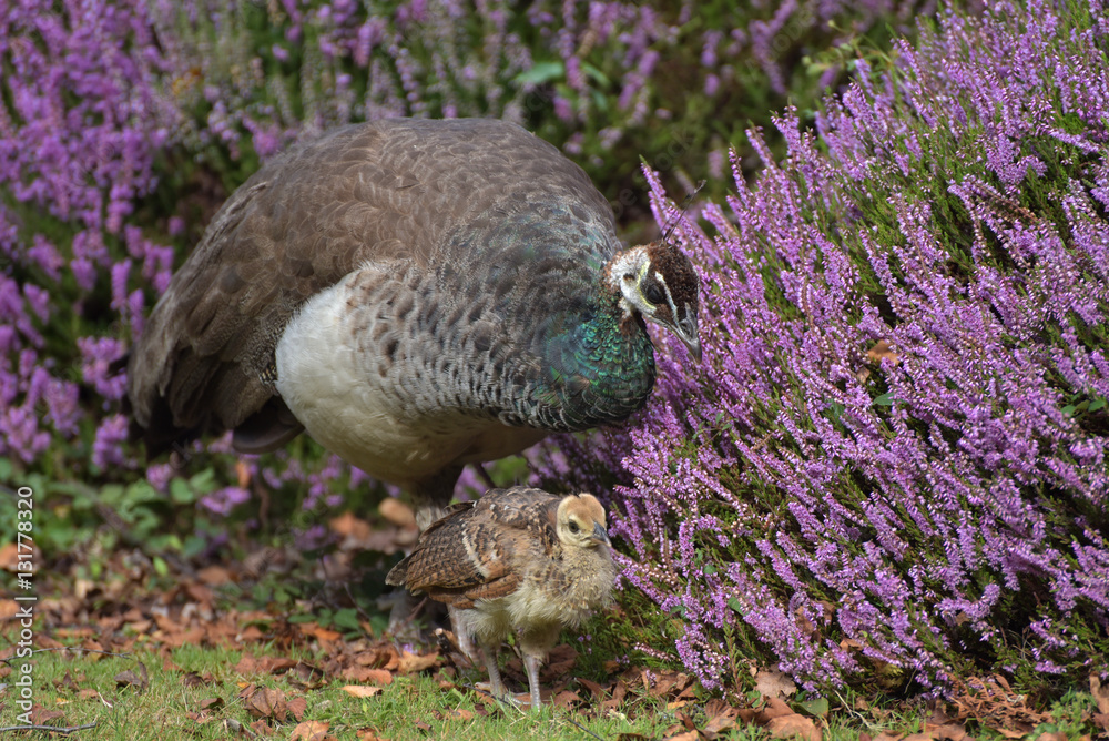 Fototapeta premium Peahen with chick on Brownsea Island in Poole Harbour, Dorset