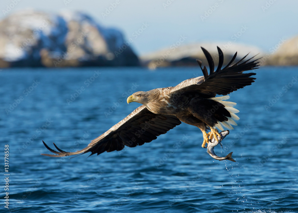 Fototapeta premium White-tailed sea Eagle (Haliaeetus albicilla), catching a fish, Norway. 